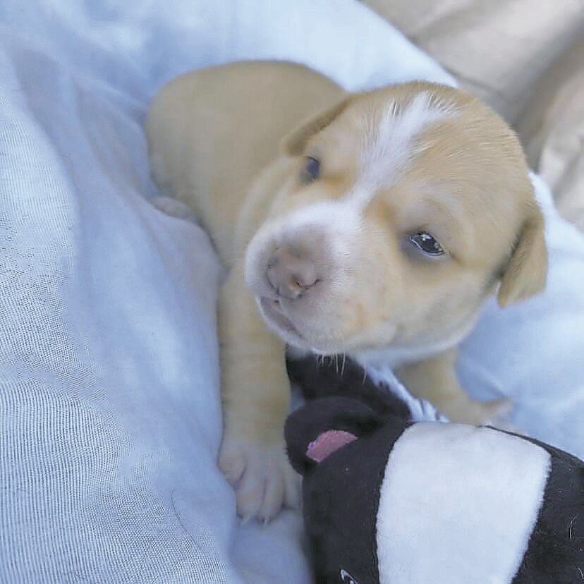 adopcion